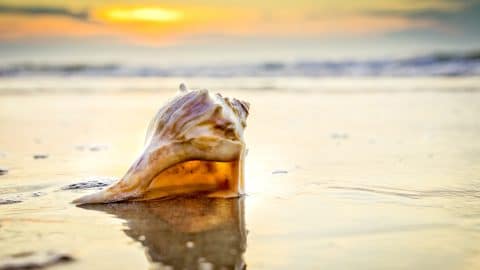 Conch shell sunrise and ocean waves