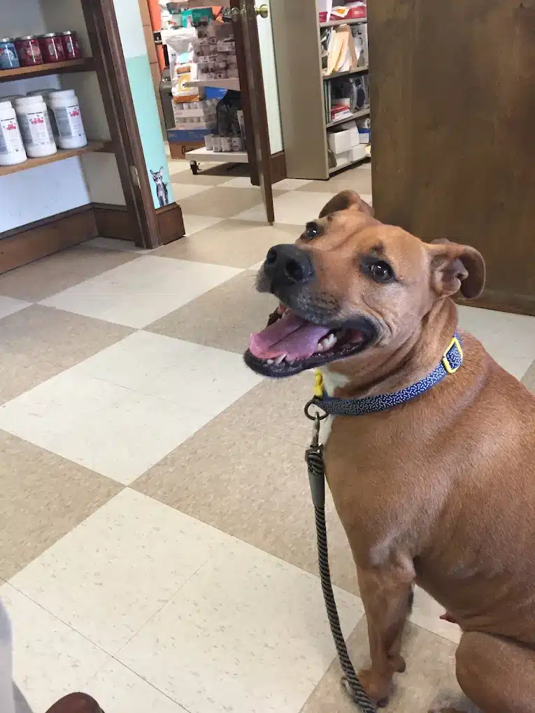 Myrtle Beach Animal Hospital